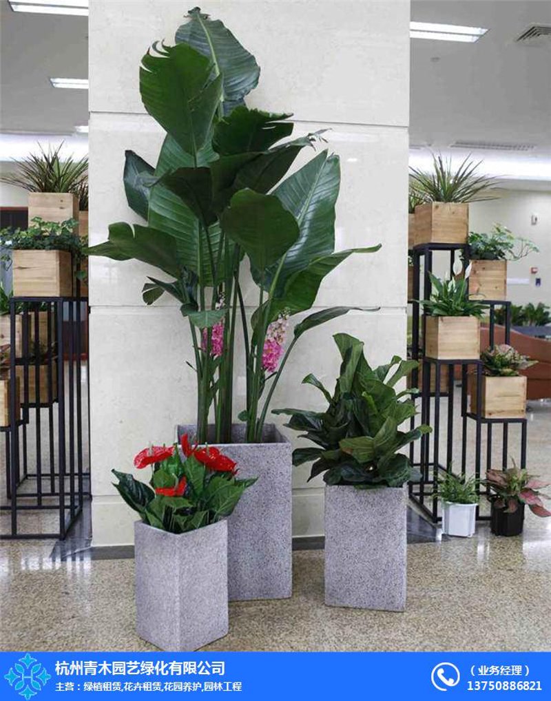 花开全城：成都花卉种植业的蓬勃发展